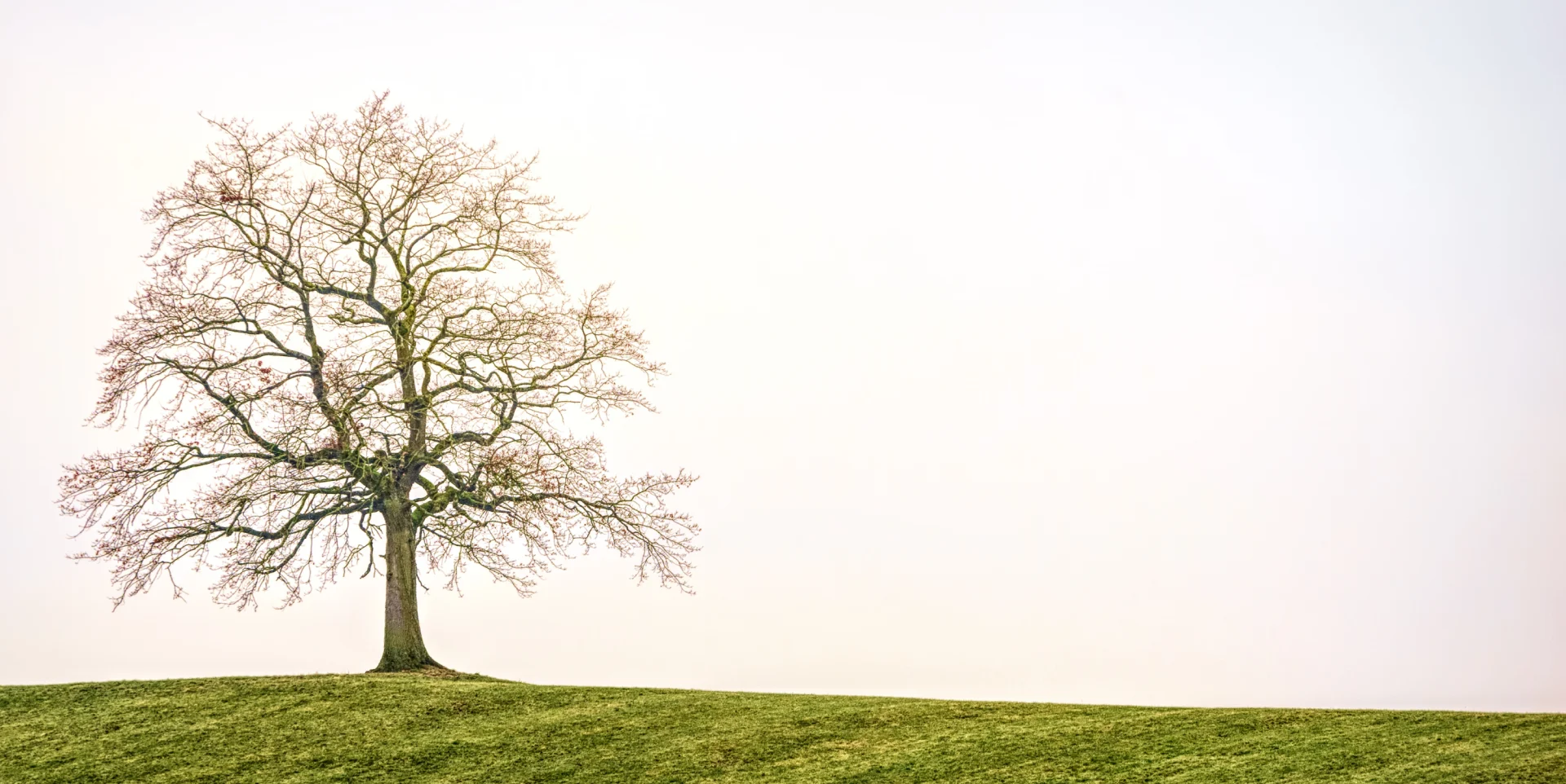 clean the tree block