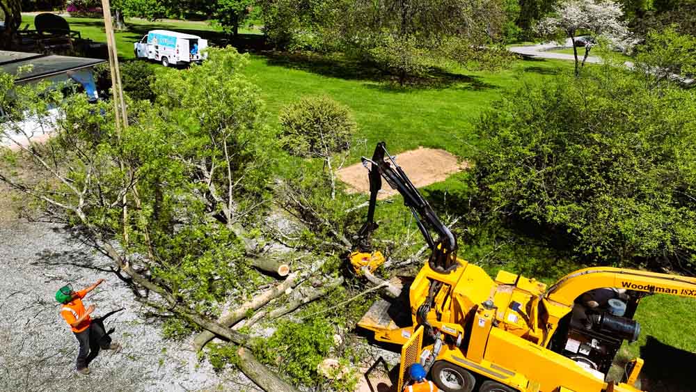 commercial tree services commercial tree services