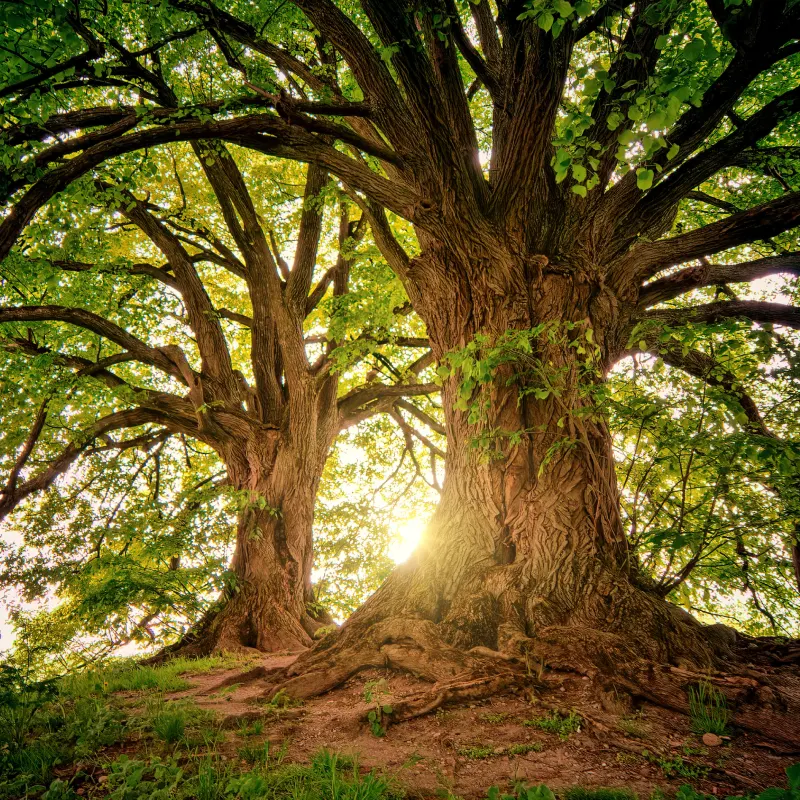 tree fully grown about