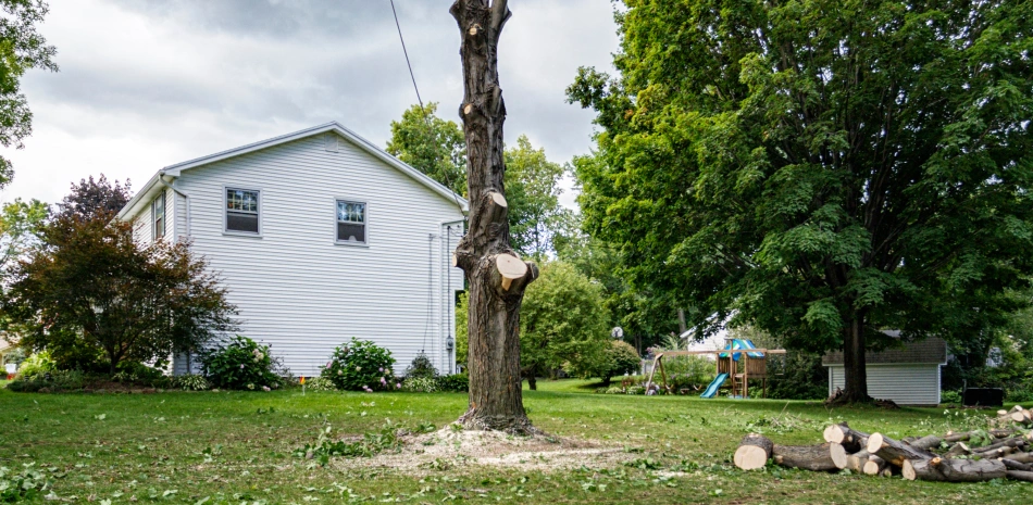 tree removal services tree removal services